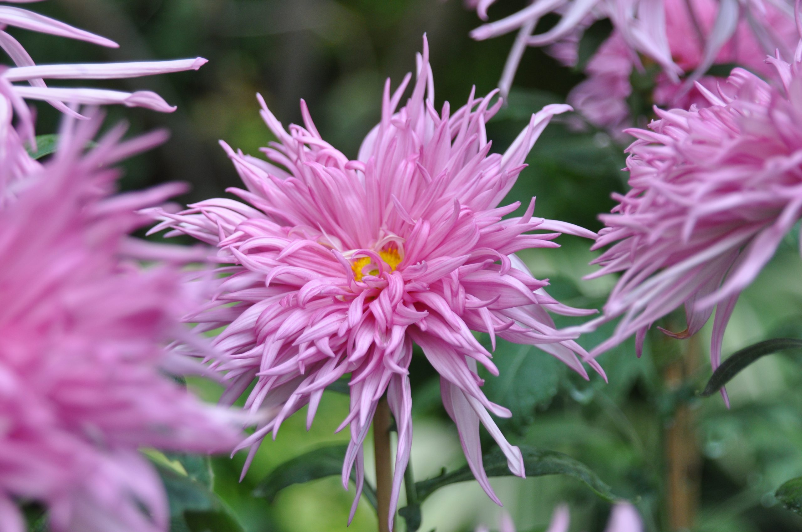 江戸菊　新秋の紅